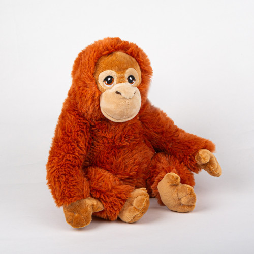 Orangutan