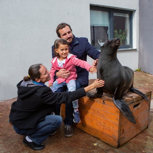 Setkání s lachtany