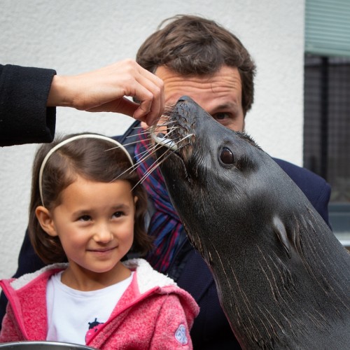 Setkání s lachtany