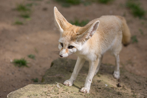 Na návštěvě v Africe zblízka