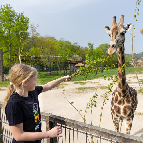 Chovatelem na den JUNIOR v Africkém domě