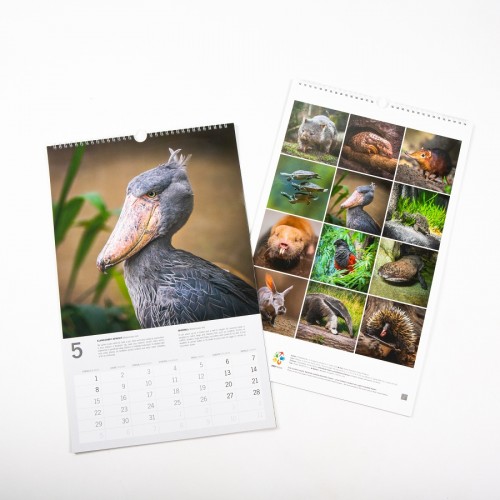 „Neuvěřitelná zvířata“ – nástěnný kalendář Zoo Praha pro rok 2023 