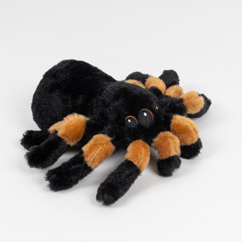 Pavouk sklípkan 15 cm