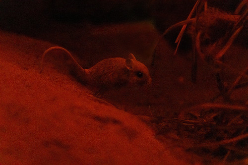 Na návštěvě v Africe zblízka