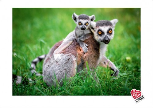 Fotografie s motivem lemura katy s mládětem