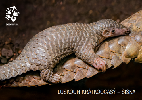 Pohled luskoun Šiška