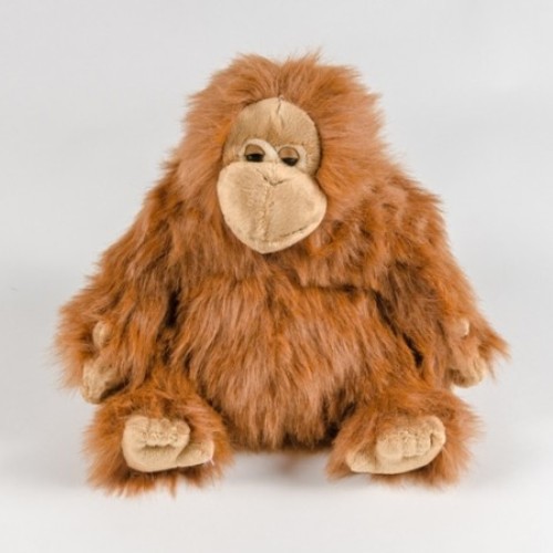 Orangutan