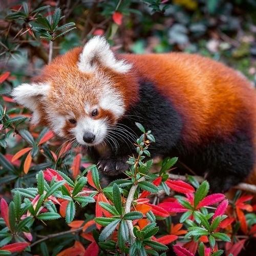 Fotografie pandy červené