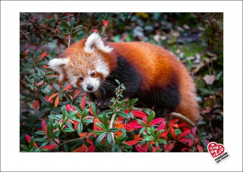 Fotografie pandy červené