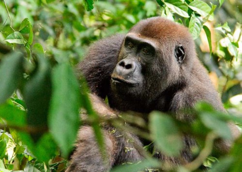 Leporelo Gorily nížinné v přírodě