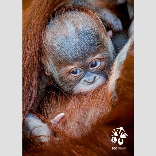 Pohlednice Zoo Praha – orangutan sumaterský