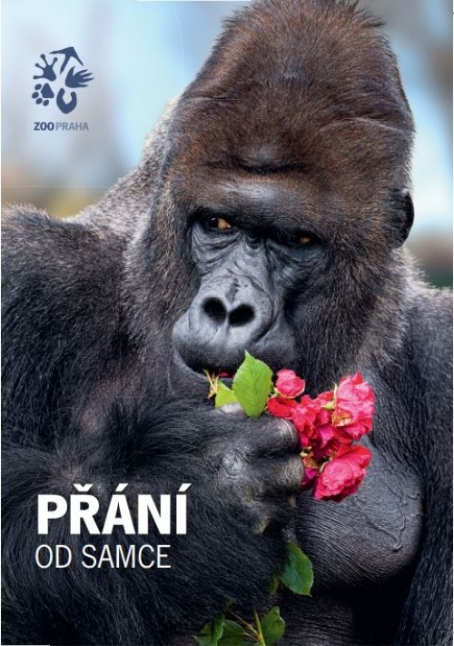 Přání s gorilím samcem