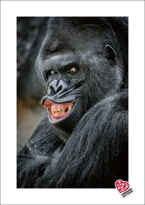 Portrét oblíbeného gorilího samce Richarda