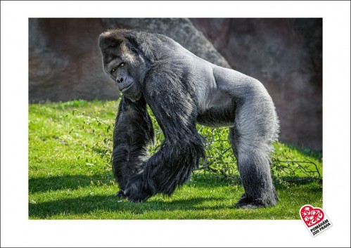 Fotografie oblíbeného gorilího samce Richarda