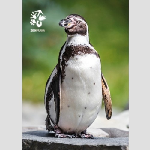 Pohlednice Zoo Praha - tučňák Humboldtův