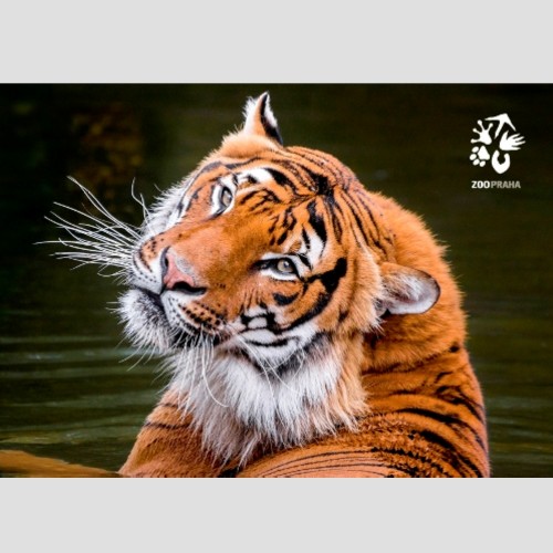 Pohlednice Zoo Praha  – Tygr malajský