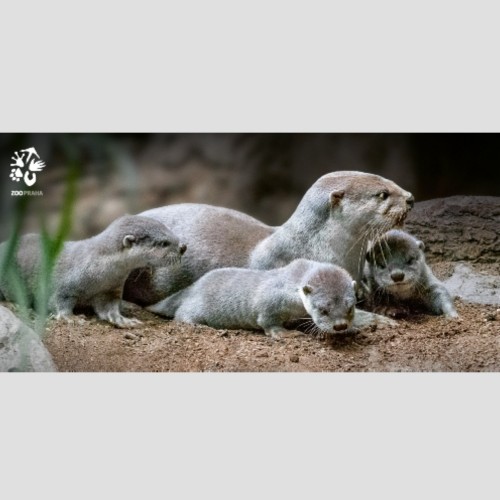 Pohlednice Zoo Praha  – Vydra hladkosrstá